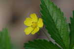 Common cinquefoil